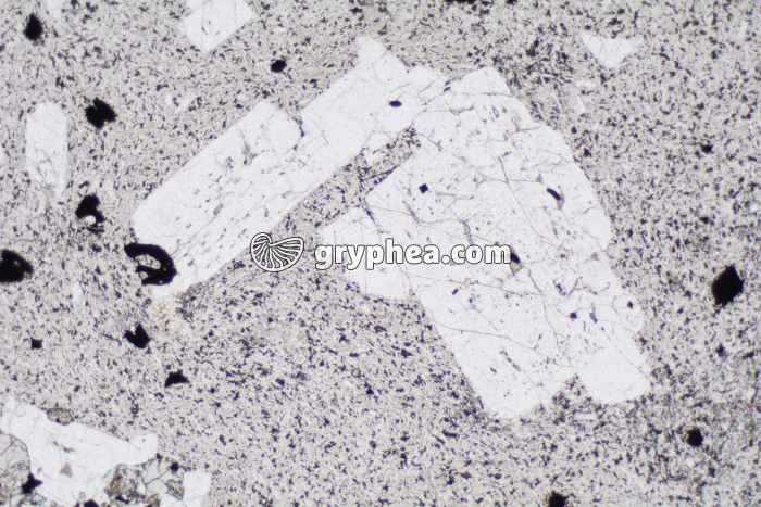 Trachyte LPNA x10 - gryphea.com